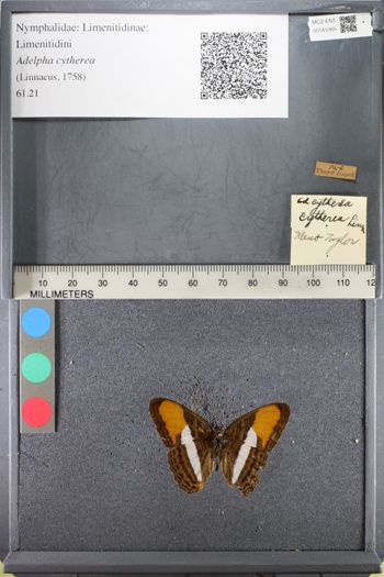 Media type: image;   Entomology 141065